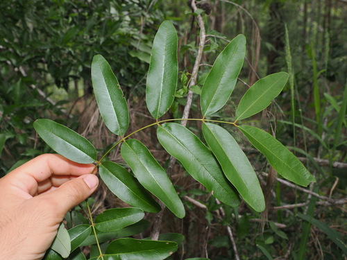 Cassia brewsteri, photograph 1