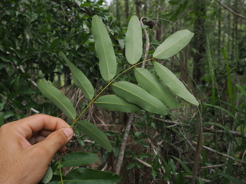 Cassia brewsteri, photograph 2