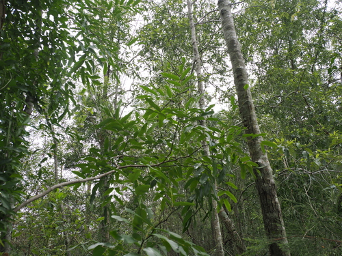 Cassia brewsteri, photograph 3