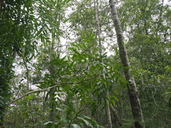 (c) Lucas Christofides, some rights reserved (CC BY) Cassia brewsteri, photograph (c) Lucas Christofides, some rights reserved (CC BY)