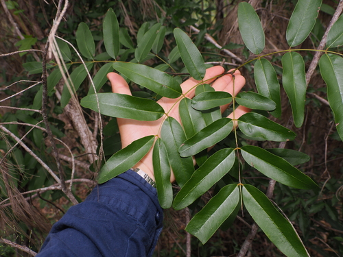 Cassia brewsteri, photograph 4