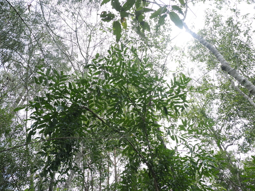 Cassia brewsteri, photograph 5