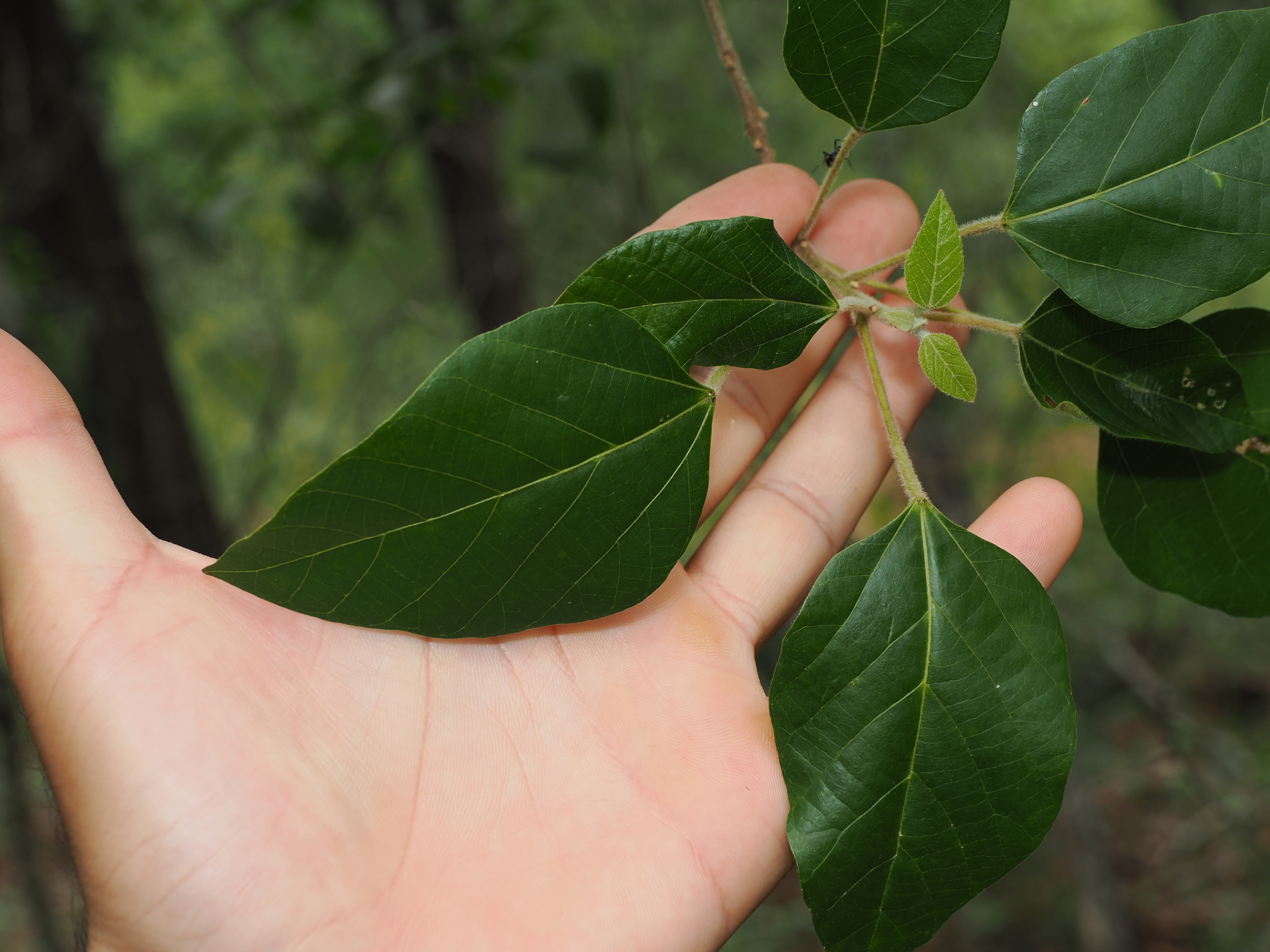 White Kamala (Mallotus discolor)
