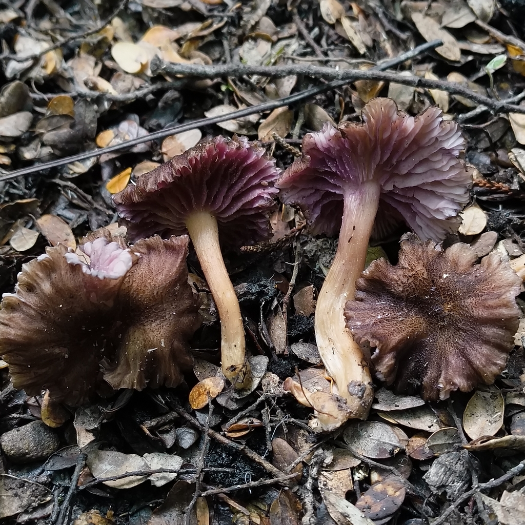 Laccaria violaceonigra · March 2026 · photo: © zedt (iNaturalist, cc-by)