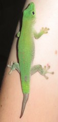 Phelsuma kochi