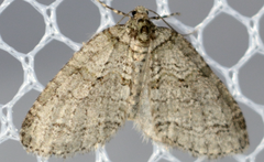 Trichopteryx veritata