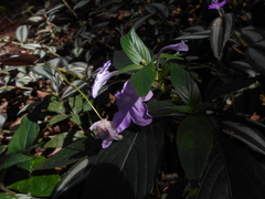 Ruellia jussieuoides