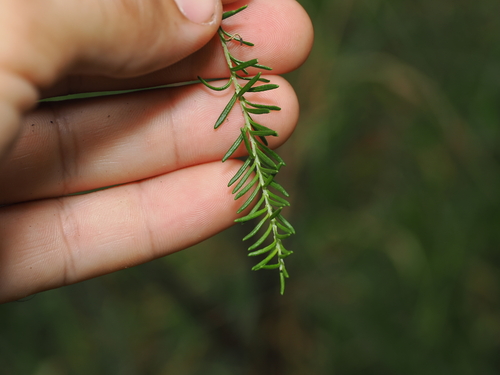 Ozothamnus diosmifolius (Ozothamnus diosmifolius)