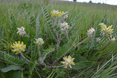 Astragalus dasyanthus