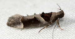 Pseudochelaria scabrella