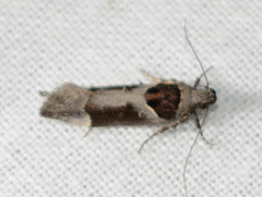 Pseudochelaria scabrella