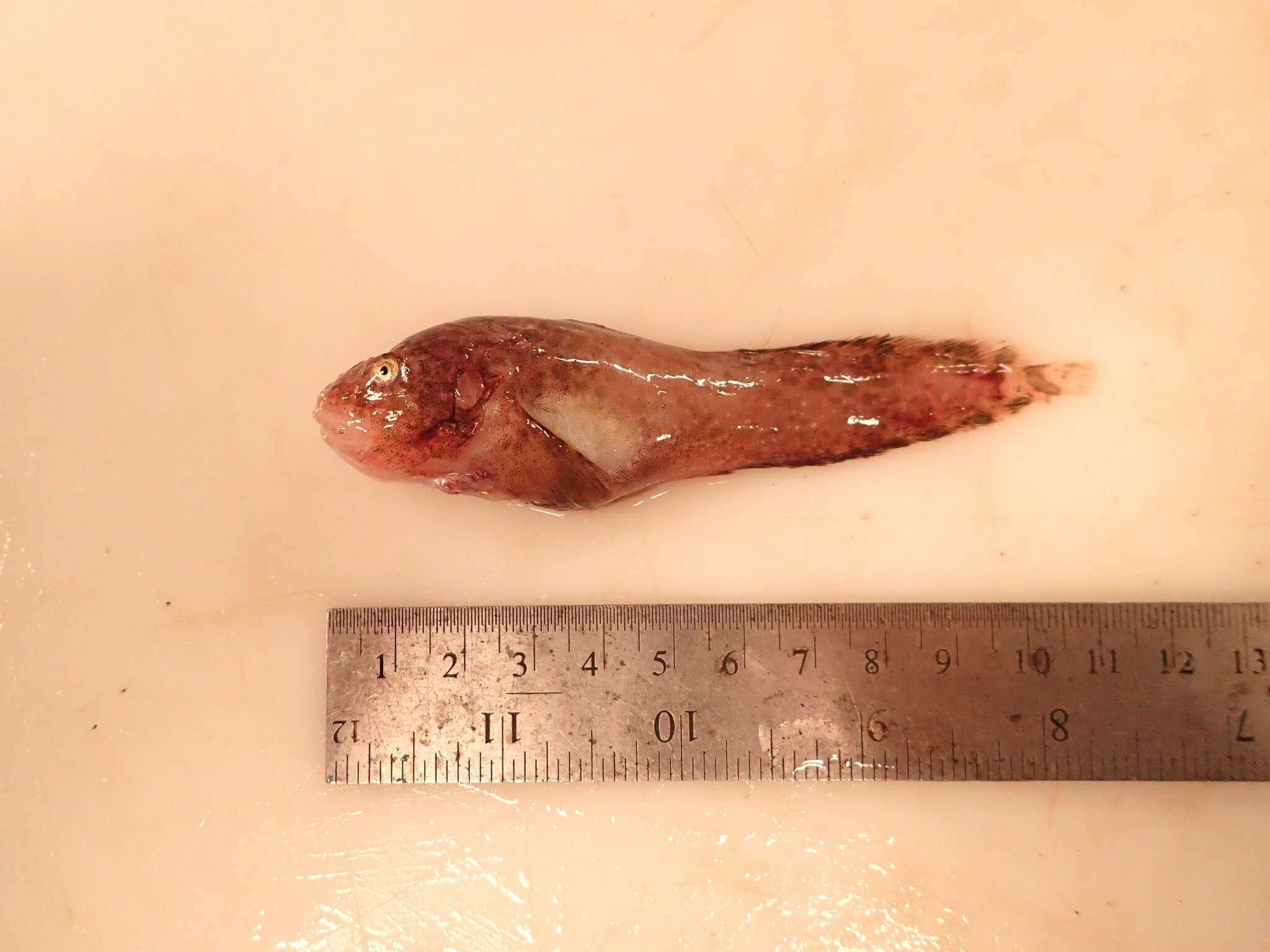 Nebulous Snailfish photo 6