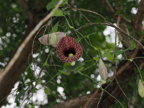 Calico Flower (Aristolochia littoralis)