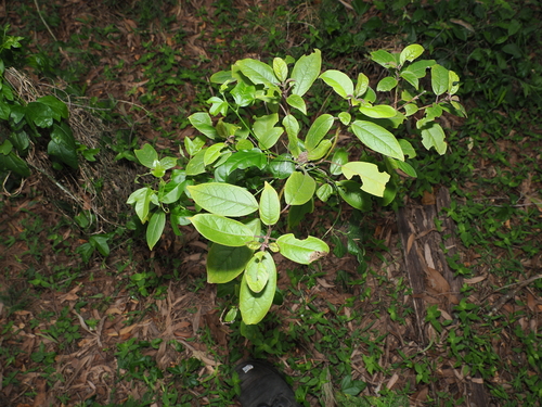 Hairy Clerodendrum (Clerodendrum tomentosum)