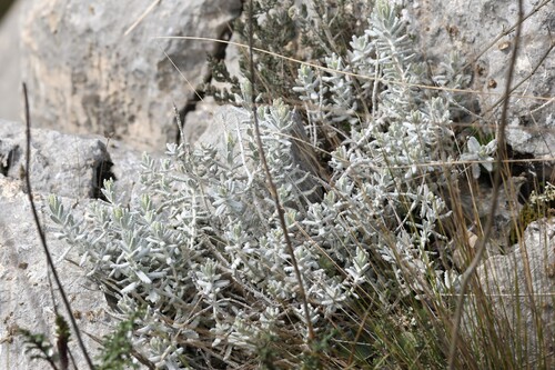 Gold germander (Teucrium aureum)