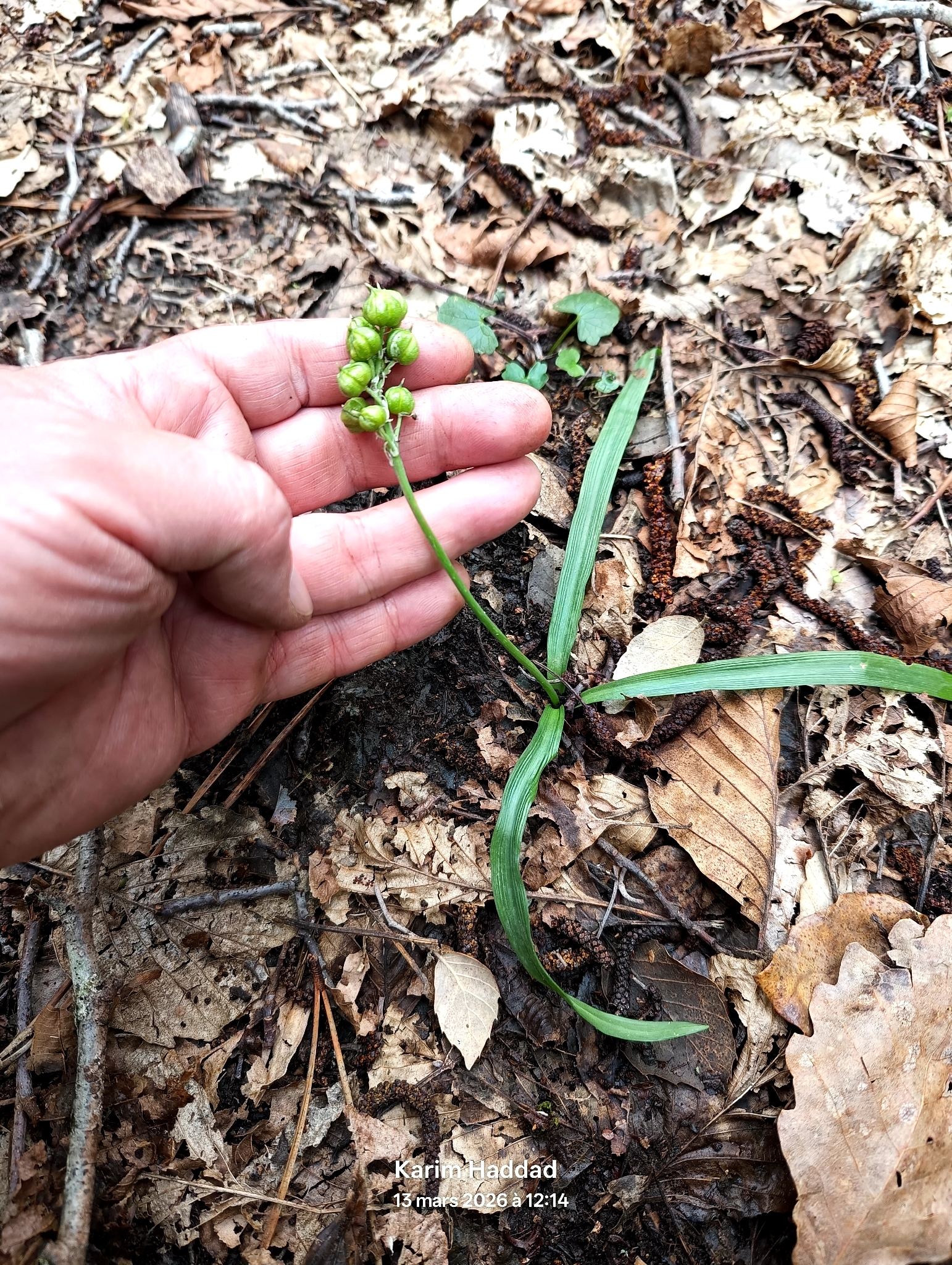 Hyacinthoides aristidis