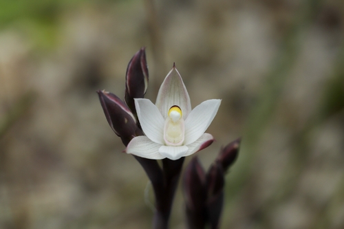 Common Sun Orchid (Thelymitra longifolia)