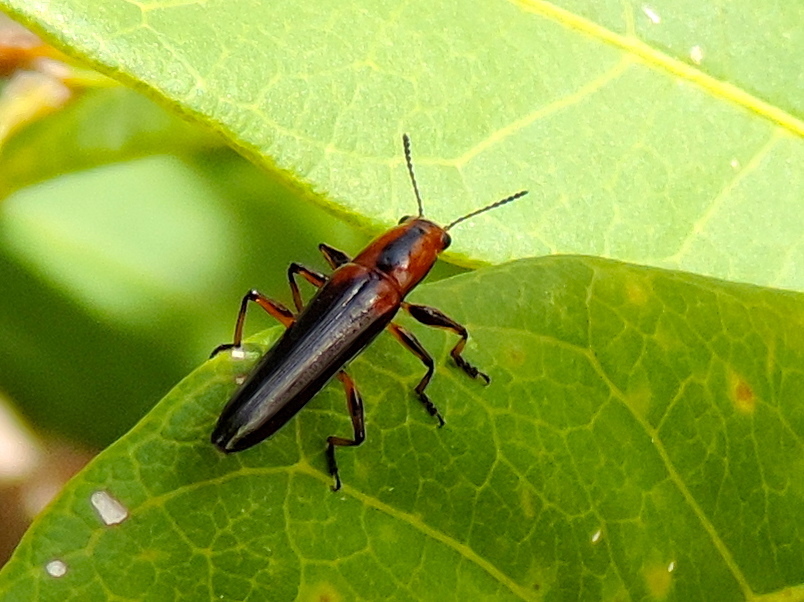 Red-shouldered Lizard Beetle