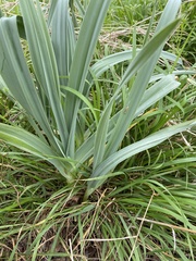 Allium ampeloprasum