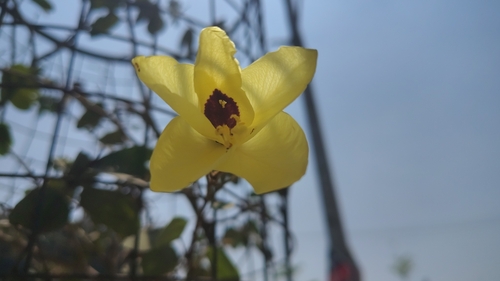 Yellow bauhinia (Bauhinia tomentosa)