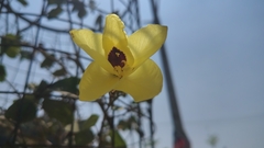 Bauhinia tomentosa