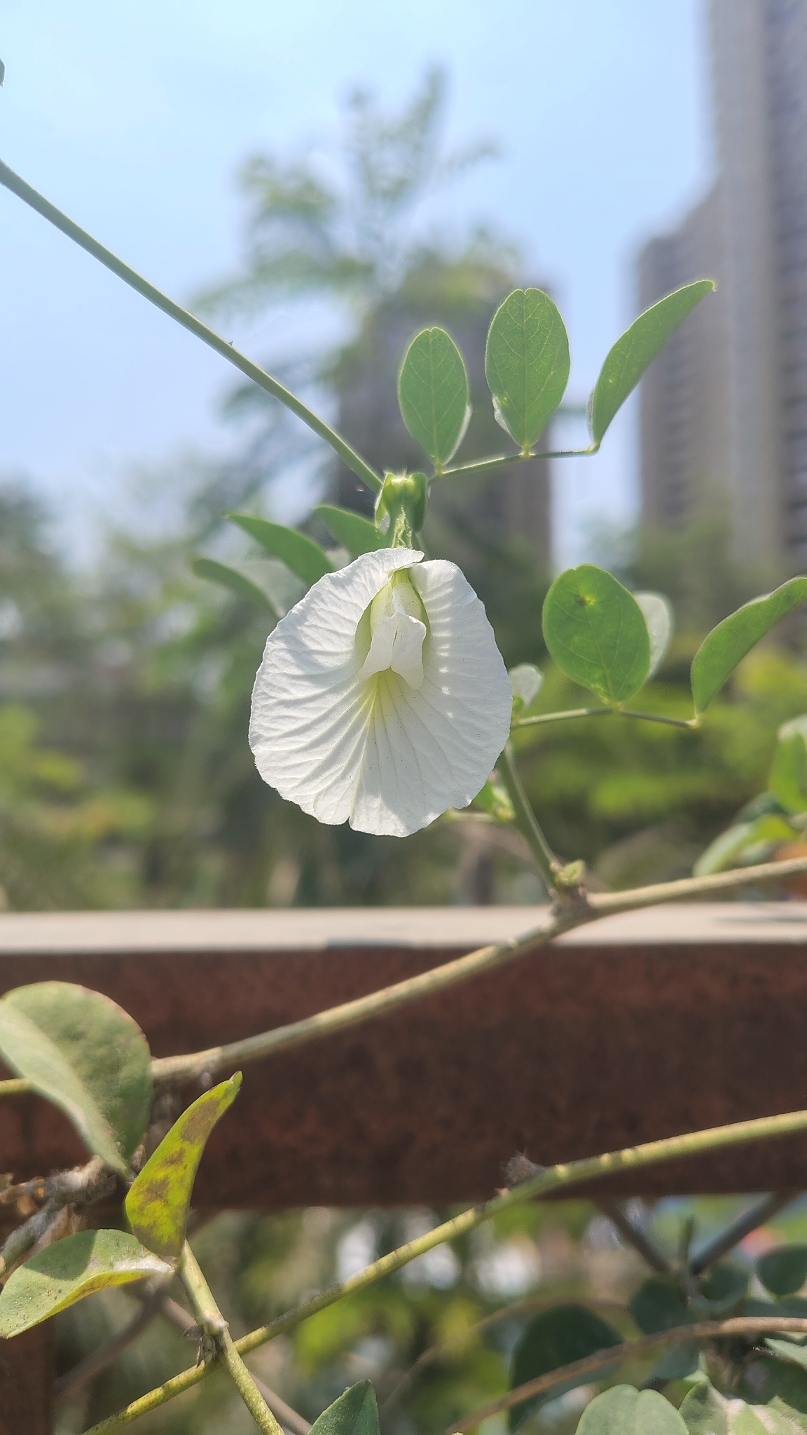 Asian Pigeonwings (Clitoria ternatea)