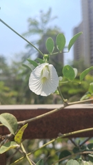 Pois De Senteur De Ceylan (Clitoria ternatea)