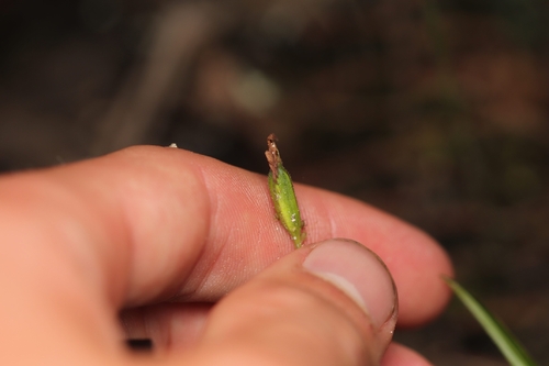 Green Column Caladenia (Caladenia chlorostyla)