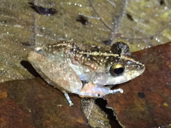 Craugastor aurilegulus