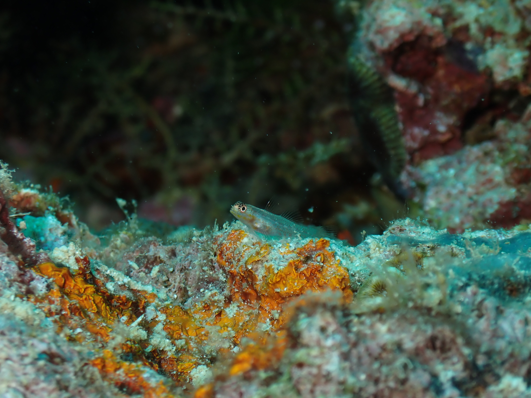Redspeckled Dwarfgoby photo 3