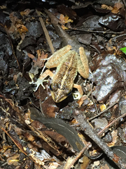 Craugastor aurilegulus