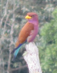 Eurystomus glaucurus