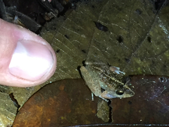 Craugastor aurilegulus