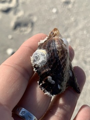 Pteria colymbus