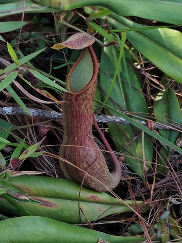 Nepenthes observed 2026-03-15