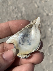 Pteria colymbus