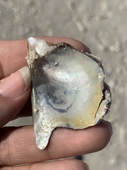 Pteria colymbus
