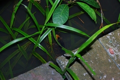 Kinosternon leucostomum image