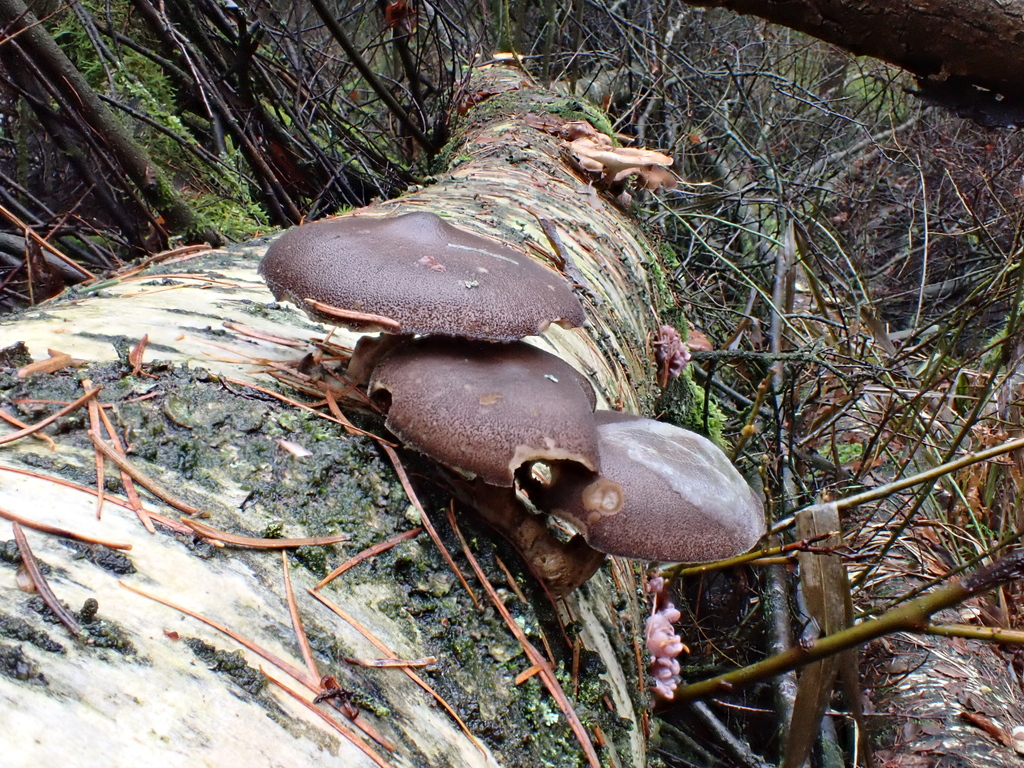 Lentinus brumalis · January 2026 · photo: © anita712 (iNaturalist, cc0)