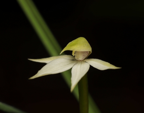 Slender Forest Orchid (Adenochilus gracilis)