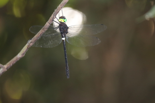 Phyllomacromia caneri