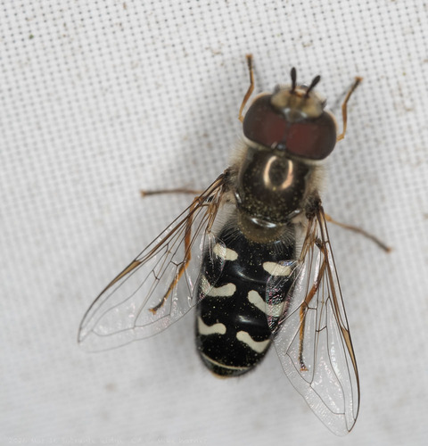 Unknown species found near El Sobrante Hills, Richmond, CA 94803, USA