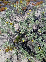 Helianthus niveus