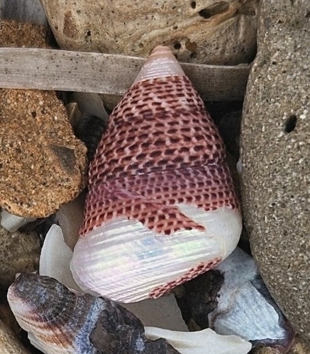 Conical Kelp Shell