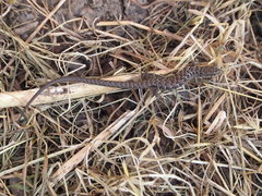 Elgaria multicarinata multicarinata