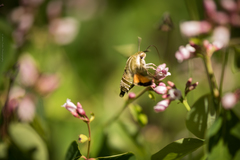 Proserpinus clarkiae