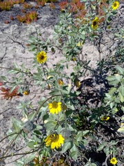 Helianthus niveus