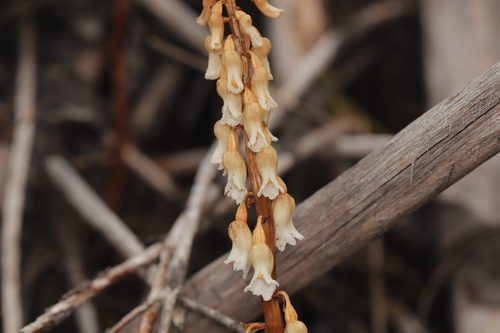 Cinnamon Bells (Gastrodia sesamoides)