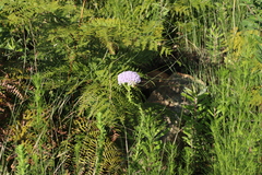 Pseudoselago serrata, photograph (c) Tony Rebelo, some rights reserved (CC BY-SA)