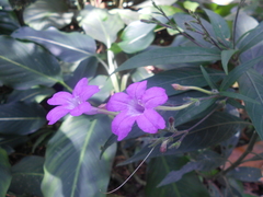 Ruellia costata